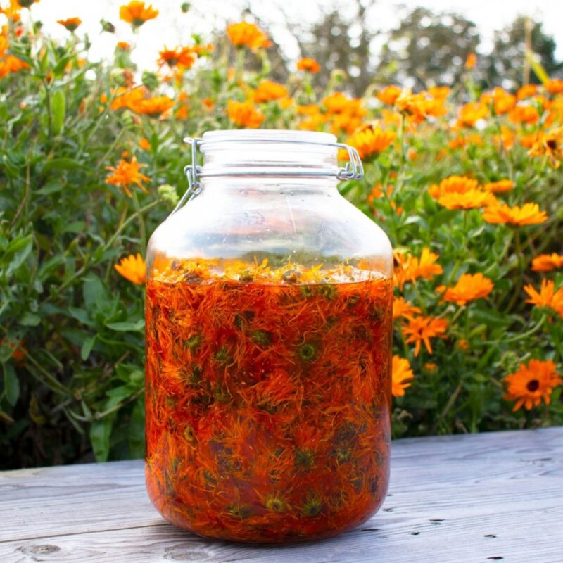Macérat de calendula bio
