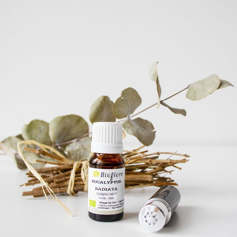 Huile essentielle d'eucalyptus radiata bio