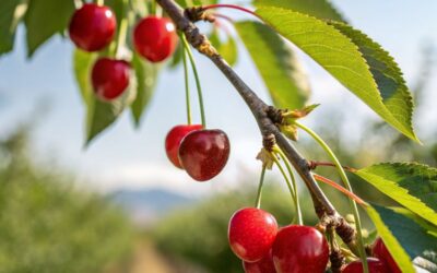 Faut-il consommer bio ou local ?