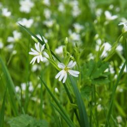 Fleurs blanches dans l'herbe verte