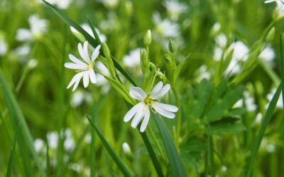 Greenwashing : un piège dans nos cosmétiques
