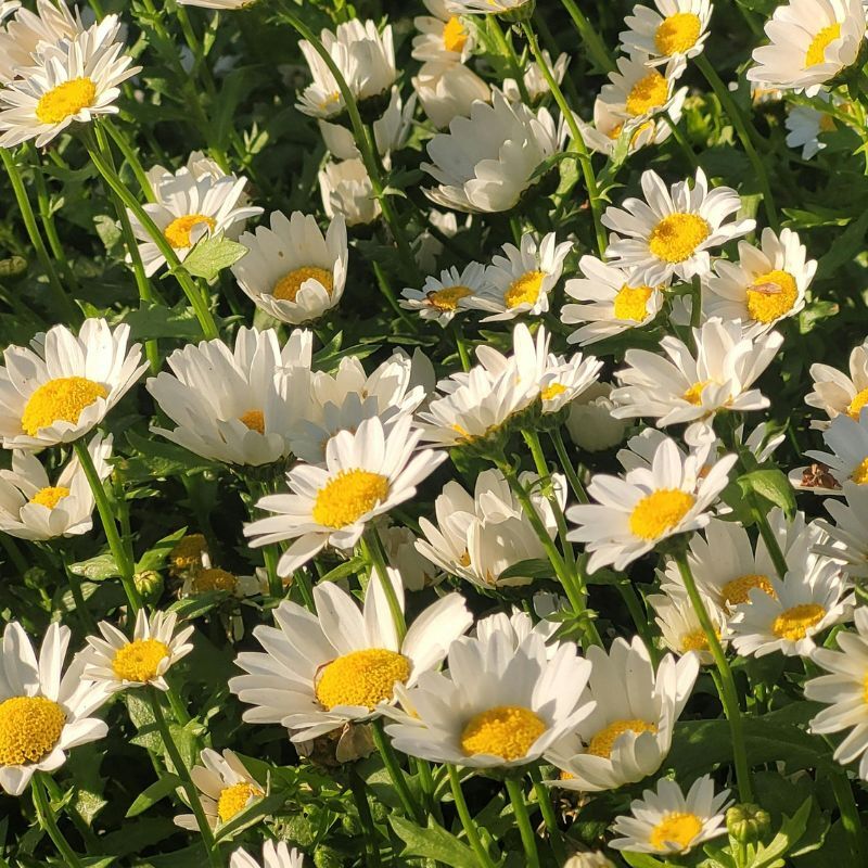 Champ de marguerites blanches et jaunes